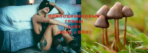 прущие грибы Алзамай
